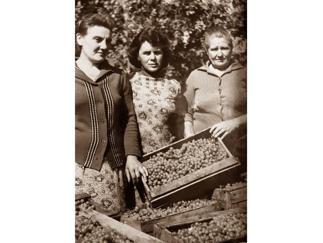 Как в Михайловке виноградарство возрождают